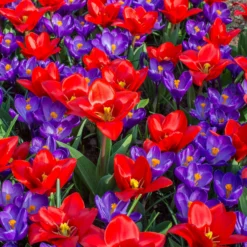 Tulip 'Showwinner' 13 Tulip 'Showwinner' -UK Garden Plants Sales 2024 tulip showwinner 3