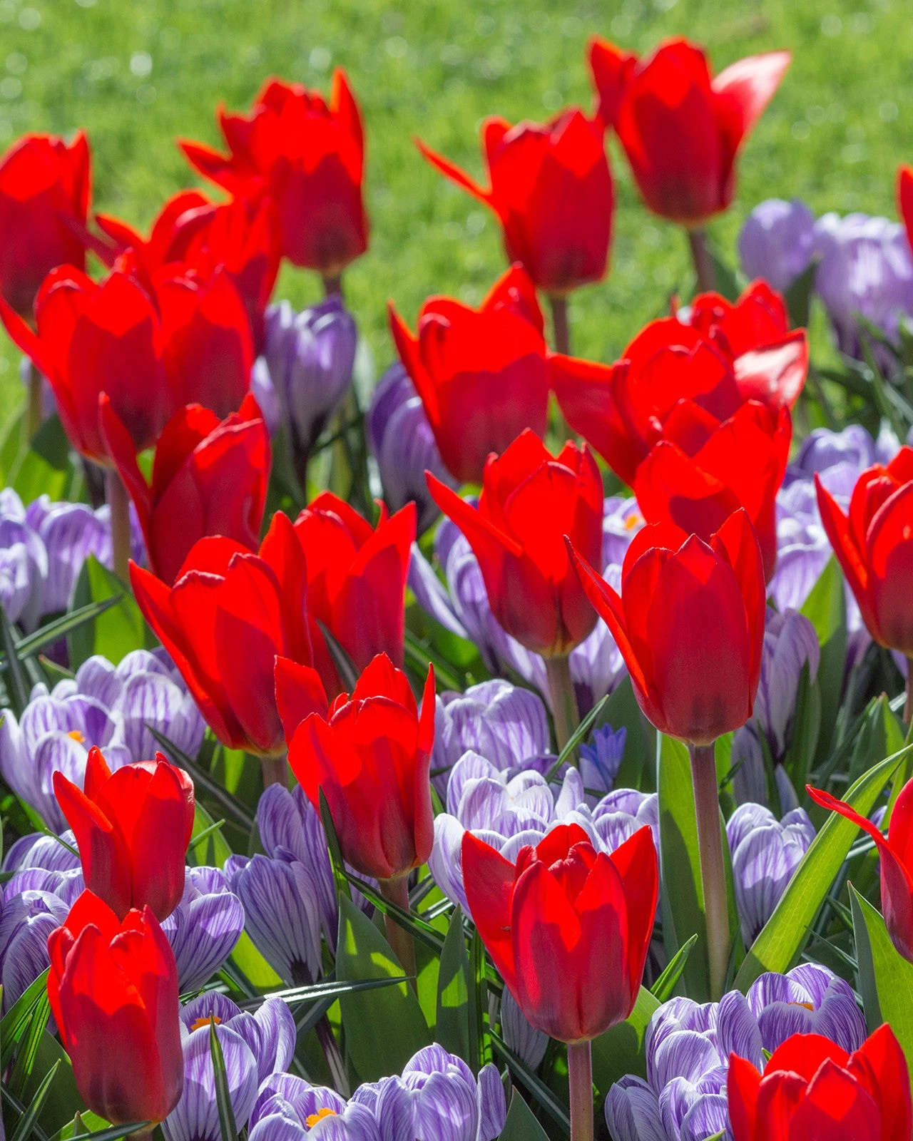 Tulip 'Showwinner' 3 Tulip 'Showwinner'