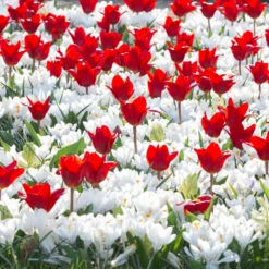 Tulip 'Showwinner' 11 Tulip 'Showwinner' -UK Garden Plants Sales 2024 tulip showwinner 6