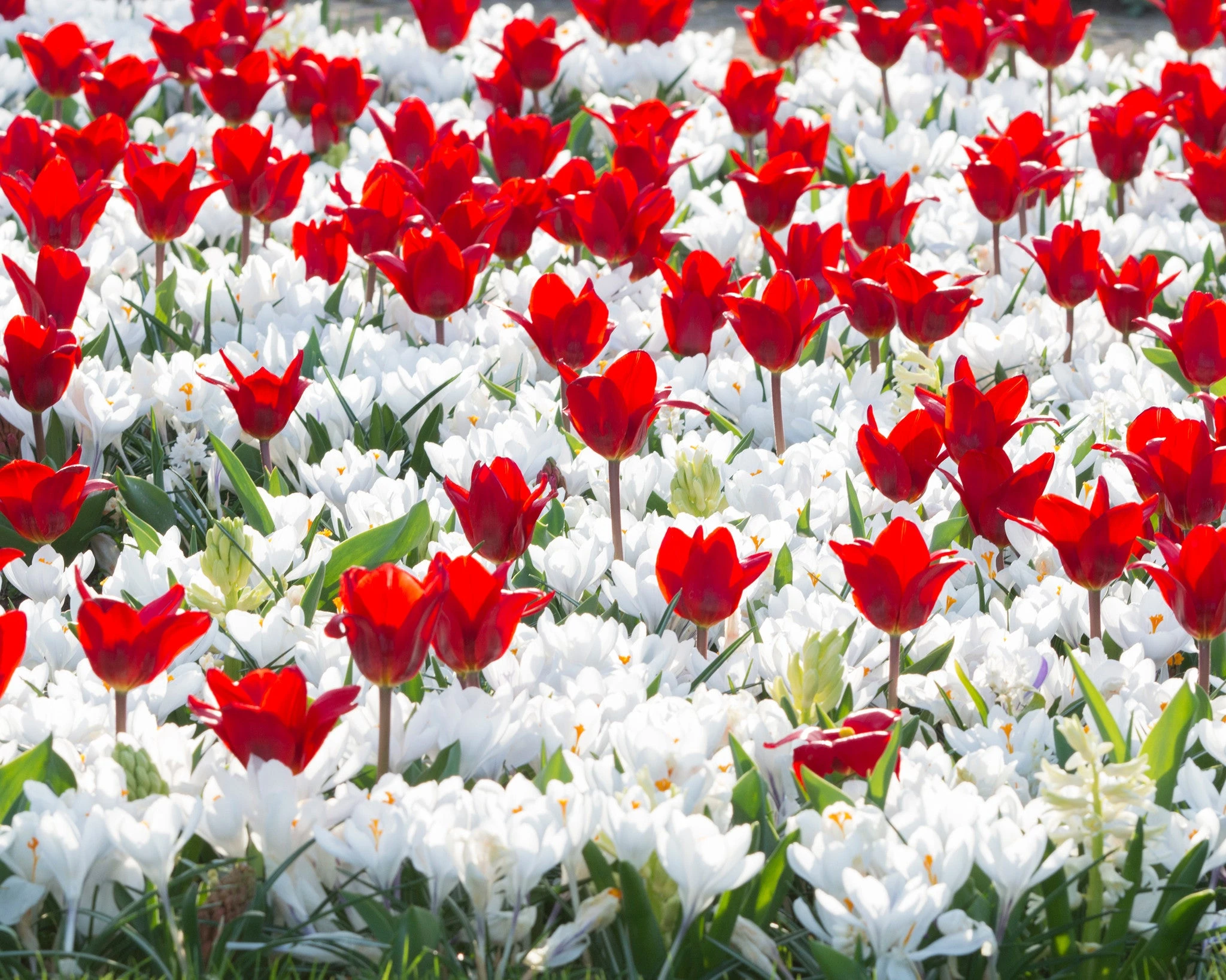 Tulip 'Showwinner' 5 Tulip 'Showwinner' - Image 3