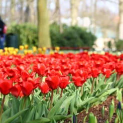 Tulip 'Showwinner' 14 Tulip 'Showwinner' -UK Garden Plants Sales 2024 tulip showwinner 7