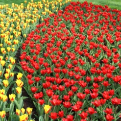 Tulip 'Showwinner' 15 Tulip 'Showwinner' -UK Garden Plants Sales 2024 tulip showwinner 9