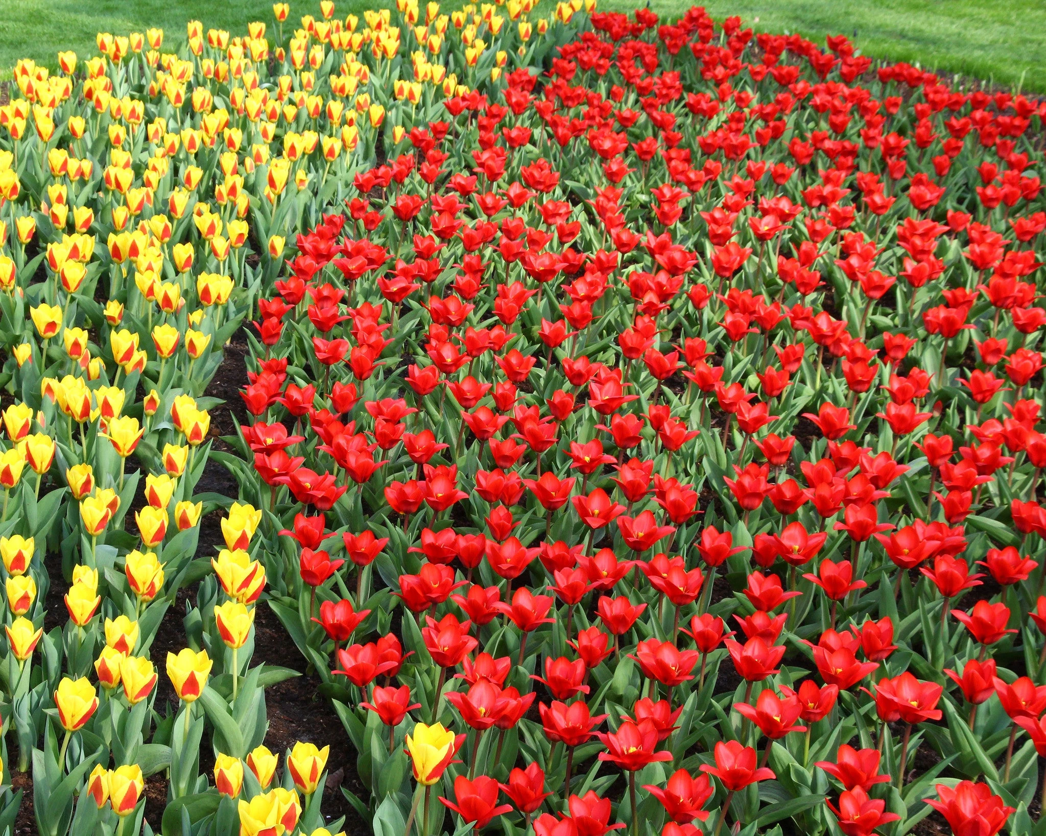 Tulip 'Showwinner' 9 Tulip 'Showwinner' - Image 7