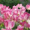 Tulip 'Silver Parrot' -UK Garden Plants Sales 2024 tulip silver parrot 1