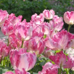 Tulip 'Silver Parrot'