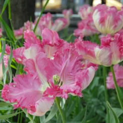 Tulip 'Silver Parrot' 8 Tulip 'Silver Parrot' -UK Garden Plants Sales 2024 tulip silver parrot 3