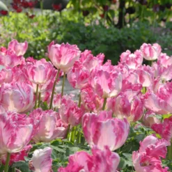 Tulip 'Silver Parrot' 9 Tulip 'Silver Parrot' -UK Garden Plants Sales 2024 tulip silver parrot 4