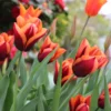 Tulip 'Slawa' -UK Garden Plants Sales 2024 tulip slawa 0