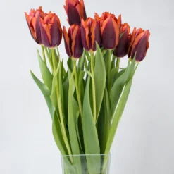 Tulip 'Slawa' -UK Garden Plants Sales 2024 tulip slawa 2
