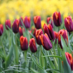 Tulip 'Slawa' -UK Garden Plants Sales 2024 tulip slawa 5