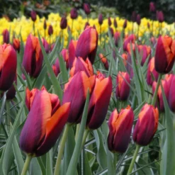 Tulip 'Slawa' -UK Garden Plants Sales 2024 tulip slawa 7