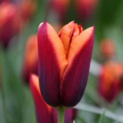 Tulip 'Slawa' -UK Garden Plants Sales 2024 tulip slawa 9