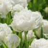 Tulip 'Snow Crystal' 2 Tulip 'Snow Crystal' -UK Garden Plants Sales 2024 tulip snow crystal 1