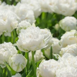 Tulip 'Snow Crystal' -UK Garden Plants Sales 2024 tulip snow crystal 2