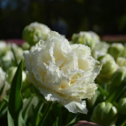 Tulip 'Snow Crystal' -UK Garden Plants Sales 2024 tulip snow crystal 4