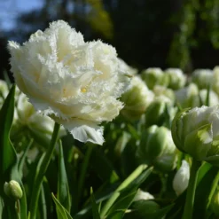 Tulip 'Snow Crystal' -UK Garden Plants Sales 2024 tulip snow crystal 5
