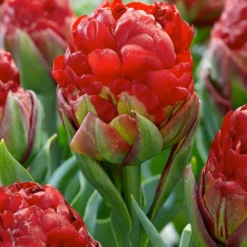 Tulip Collection 'Sorbetto' -UK Garden Plants Sales 2024 tulip sorbetto 1