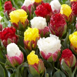 Tulip Collection 'Sorbetto' -UK Garden Plants Sales 2024 tulip sorbetto 2 0a2bc020 e111 4bcf a55e 638351cc790e scaled