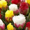 Tulip Collection 'Sorbetto' -UK Garden Plants Sales 2024 tulip sorbetto 4 2a3db4dc c565 4dba 90d4 8648341d9cbb scaled