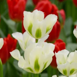 Tulip 'Spring Green' -UK Garden Plants Sales 2024 tulip spring green 1