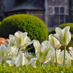 Tulip 'Spring Green' -UK Garden Plants Sales 2024 tulip spring green 3