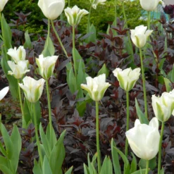 Tulip 'Spring Green' -UK Garden Plants Sales 2024 tulip spring green 4