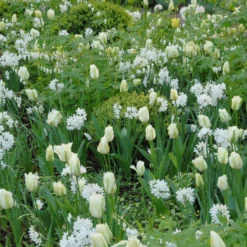 Tulip 'Spring Green' -UK Garden Plants Sales 2024 tulip spring green 5