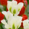 Tulip 'Spring Green' -UK Garden Plants Sales 2024 tulip spring green 8