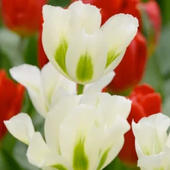 Tulip 'Spring Green'