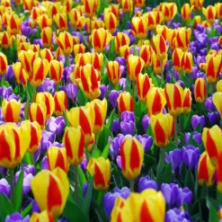 Tulip 'Stresa' -UK Garden Plants Sales 2024 tulip stresa 10