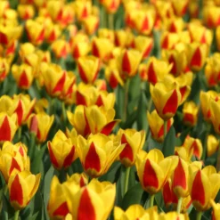 Tulip 'Stresa' -UK Garden Plants Sales 2024 tulip stresa 12