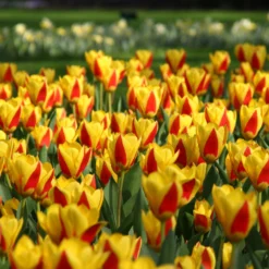 Tulip 'Stresa' -UK Garden Plants Sales 2024 tulip stresa 13