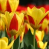 Tulip 'Stresa' -UK Garden Plants Sales 2024 tulip stresa 14