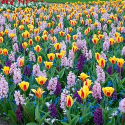 Tulip 'Stresa' -UK Garden Plants Sales 2024 tulip stresa 2