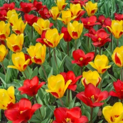 Tulip 'Stresa' -UK Garden Plants Sales 2024 tulip stresa 3