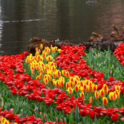 Tulip 'Stresa' -UK Garden Plants Sales 2024 tulip stresa 4