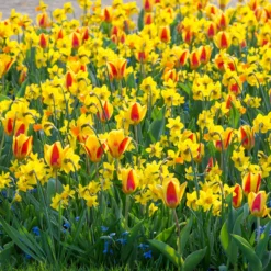 Tulip 'Stresa' -UK Garden Plants Sales 2024 tulip stresa 7