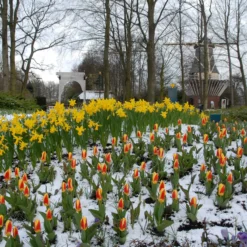 Tulip 'Stresa' -UK Garden Plants Sales 2024 tulip stresa 9