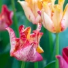 Tulip 'Striped Crown' -UK Garden Plants Sales 2024 tulip striped crown 00