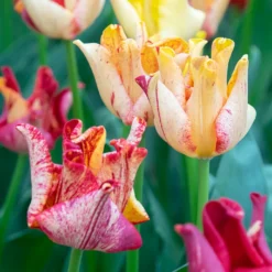 Tulip 'Striped Crown' -UK Garden Plants Sales 2024 tulip striped crown 01