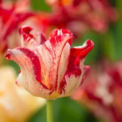 Tulip 'Striped Crown' -UK Garden Plants Sales 2024 tulip striped crown 1 scaled