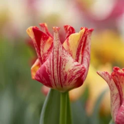 Tulip 'Striped Crown' -UK Garden Plants Sales 2024 tulip striped crown 10