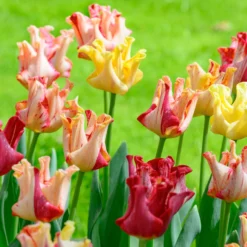 Tulip 'Striped Crown' -UK Garden Plants Sales 2024 tulip striped crown 2 scaled