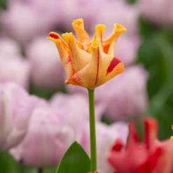 Tulip 'Striped Crown' -UK Garden Plants Sales 2024 tulip striped crown 4 scaled