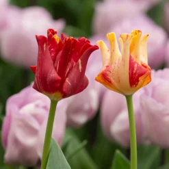 Tulip 'Striped Crown' -UK Garden Plants Sales 2024 tulip striped crown 5 scaled