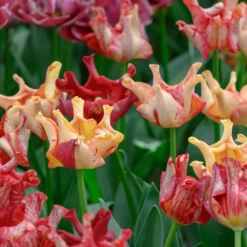 Tulip 'Striped Crown' -UK Garden Plants Sales 2024 tulip striped crown 6 scaled