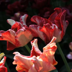 Tulip 'Striped Crown' -UK Garden Plants Sales 2024 tulip striped crown 7