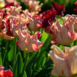 Tulip 'Striped Crown' -UK Garden Plants Sales 2024 tulip striped crown 8