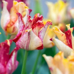 Tulip 'Striped Crown' -UK Garden Plants Sales 2024 tulip striped crown 9