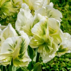 Tulip 'Super Parrot' -UK Garden Plants Sales 2024 tulip super parrot 1 scaled